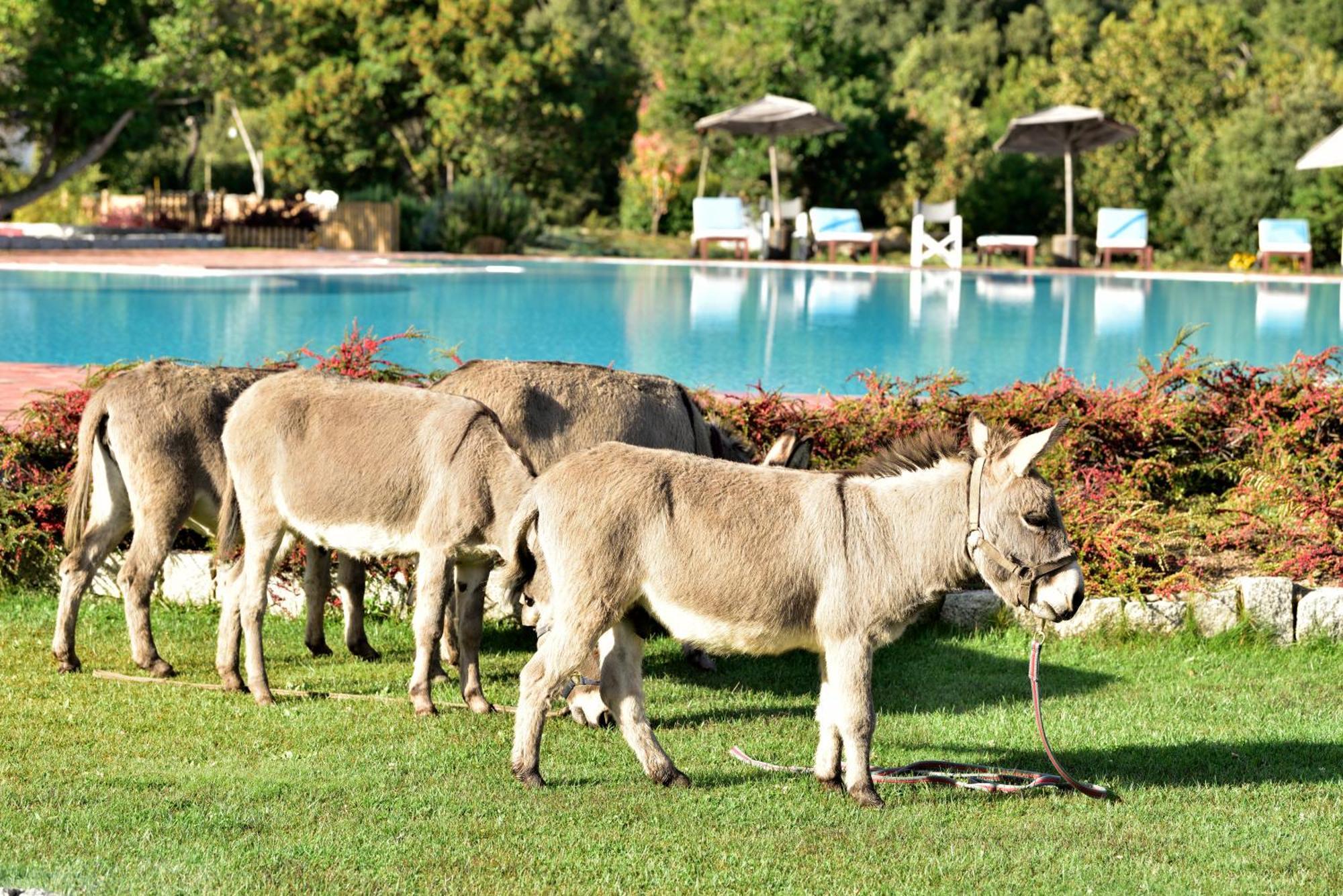Eco Hotel Orlando Sardegna Villagrande Strisaili Extérieur photo